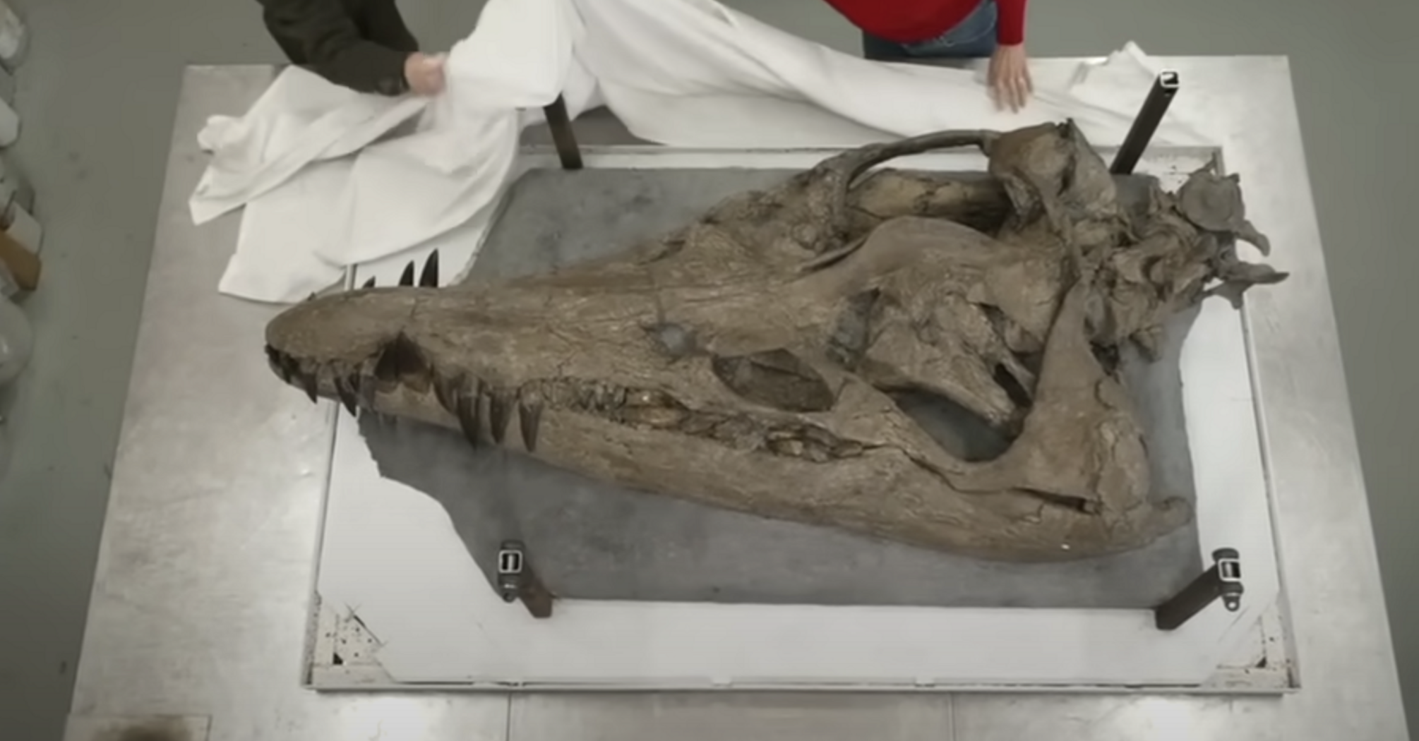 A giant skull of a sea monster pliosaurus, which lived 150 million years ago, is found in England