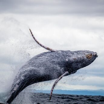 Rare video: killer whale tosses dolphin high in the air as she teaches her calf to hunt