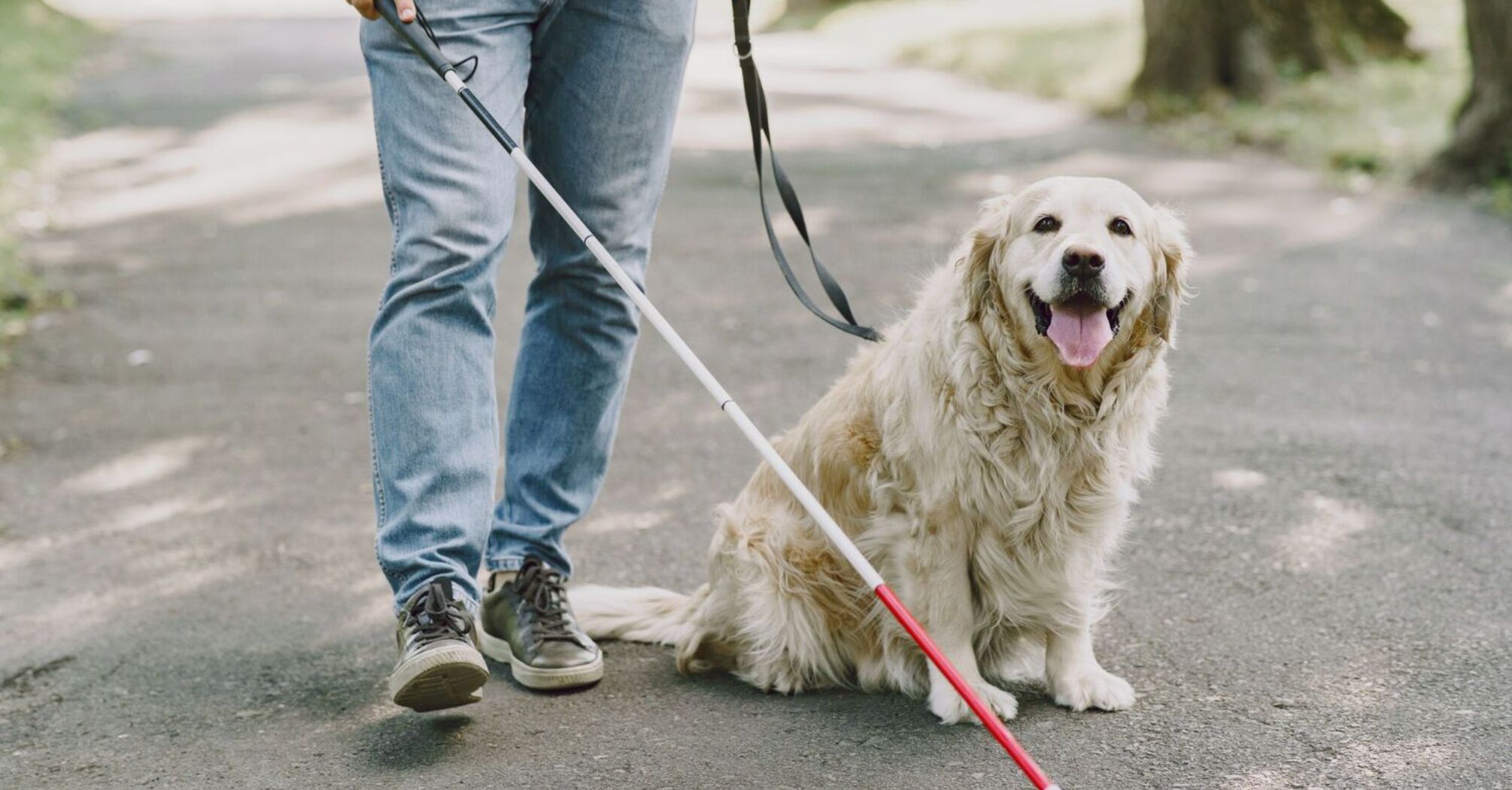 People with guide dogs can't call a taxi in Britain: how the authorities are fighting discrimination