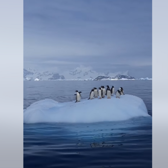 Arctic penguin swing