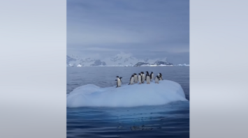 Arctic penguin swing