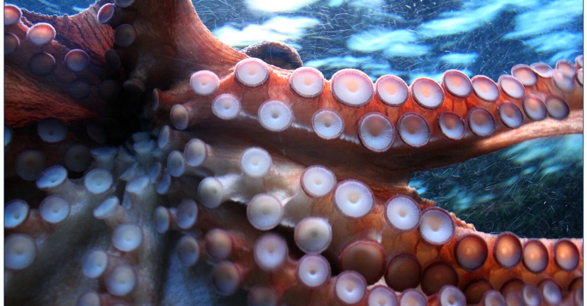 Octopuses as an indicator: scientists have determined how much the water level in the world's oceans will rise