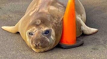 The 500 kg elephant seal Neil became a star of the Internet