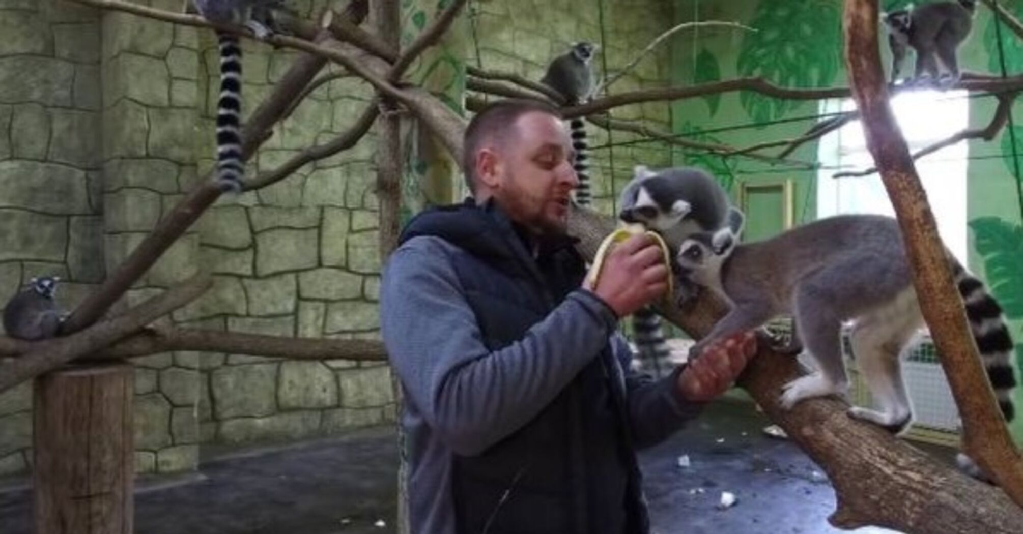 Eco park in Kharkiv region returned the collection of ring-tailed lemurs