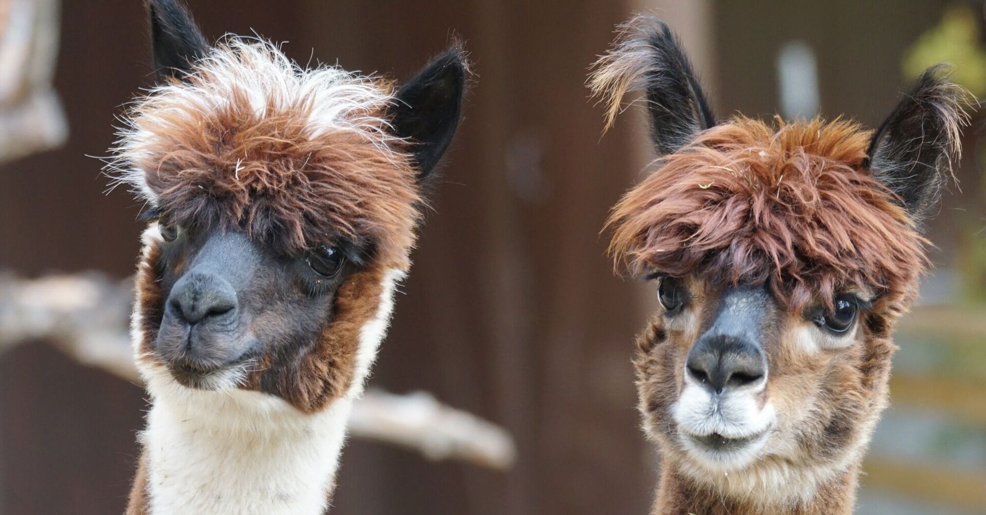 Therapy llamas are now available for travellers at Portland Airport