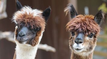 Therapy llamas are now available for travellers at Portland Airport
