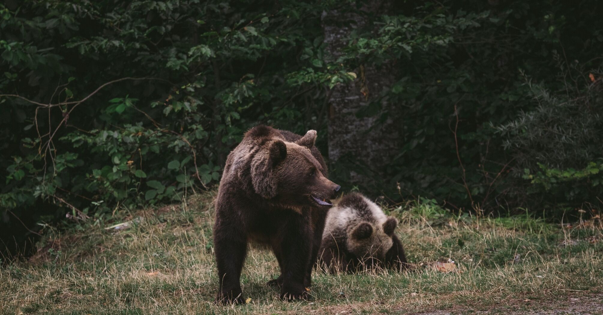 In which European country you can see the most bears and why it is chosen instead of Russia