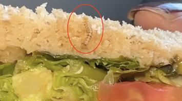 Passenger found a worm in her sandwich on an IndiGo plane: the airline responds
