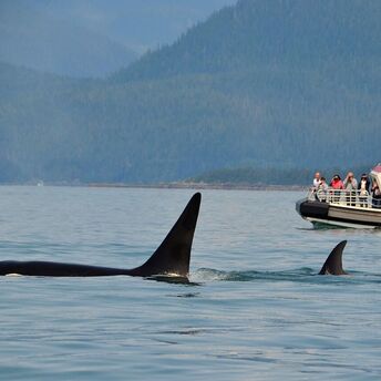 Scientists see the last moments of a whale's life for the first time: killer whales spend an hour resuscitating old Hunchy