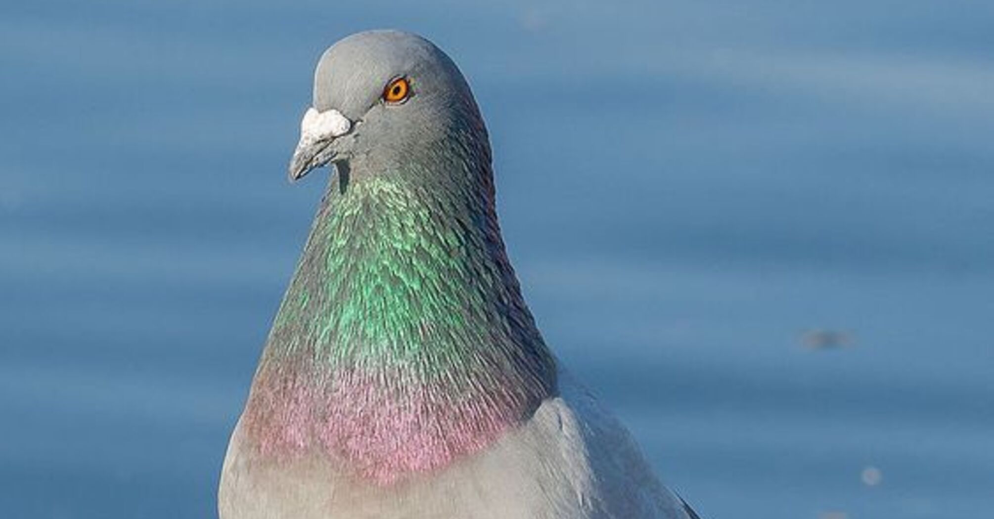 Tokyo taxi driver was  arrested for running over a flock of pigeons