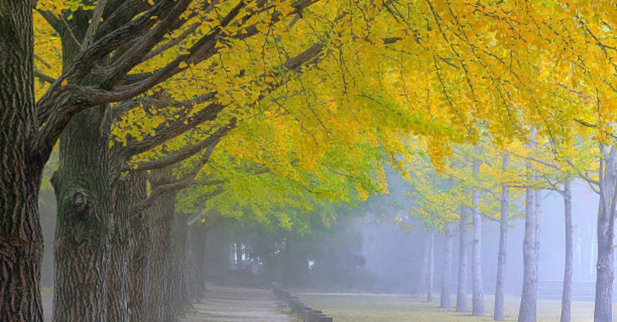 Tree in South Korea, over 800 years old: Photo