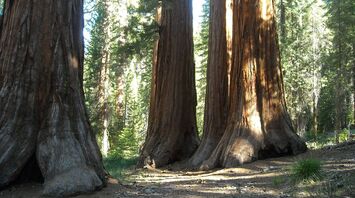 Opening of the famous sequoia park in the US is under threat due to the effects of an extreme winter