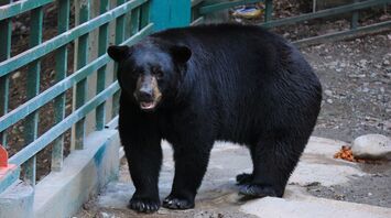 Rare black bear spotted in Illinois for third time this year