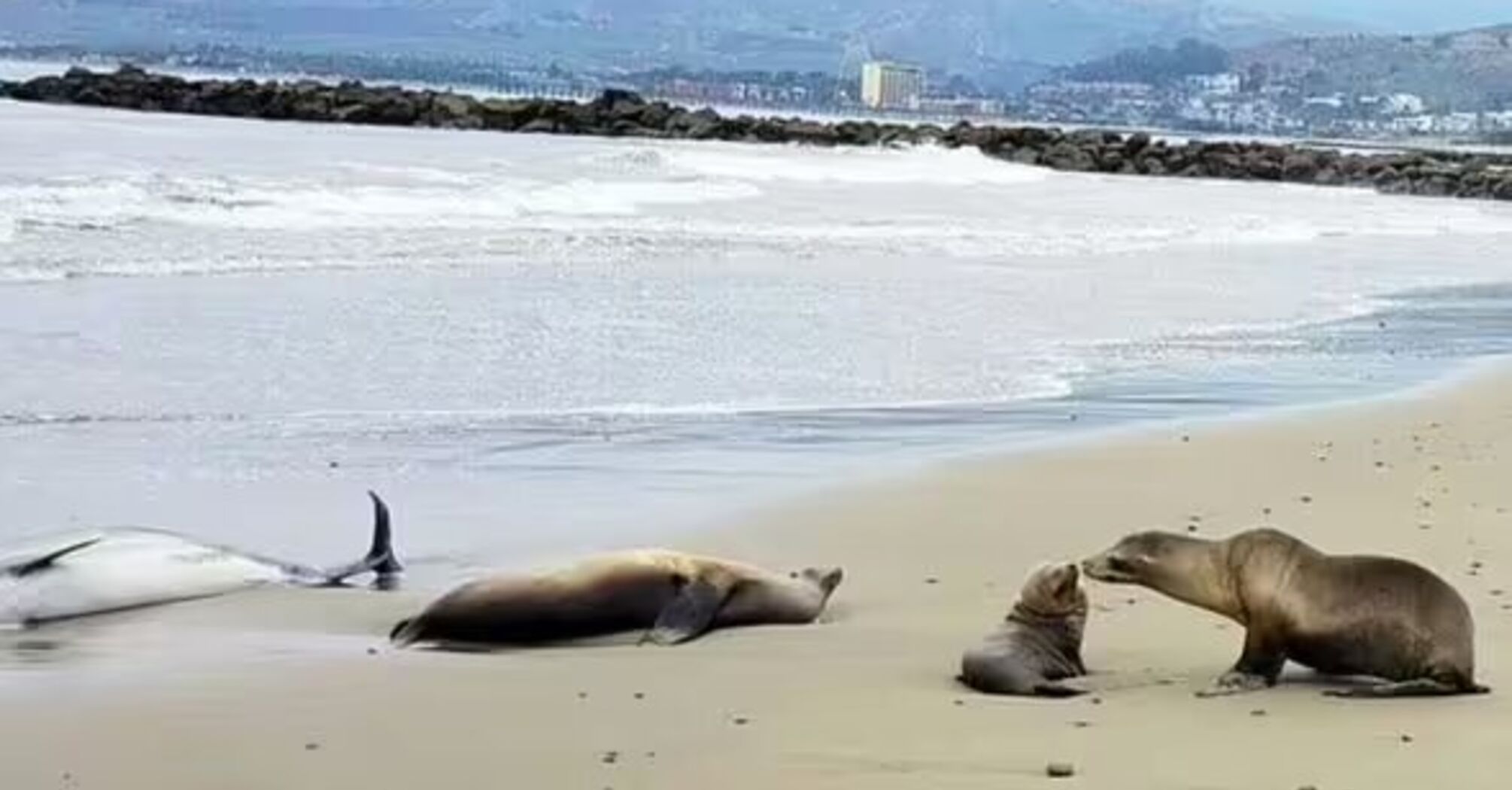 Hundreds of dead dolphins and sea lions on California beaches