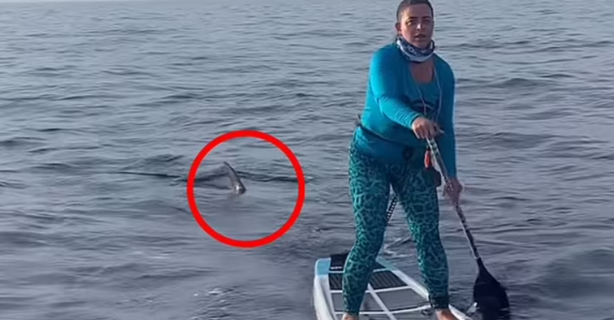 A hammerhead shark rounded up paddlers off the coast of Florida