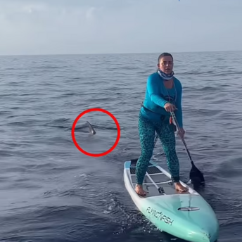 A hammerhead shark rounded up paddlers off the coast of Florida