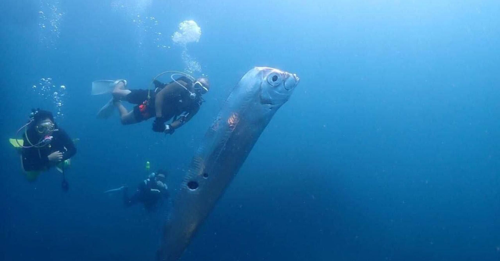 A rare "doomsday fish" spotted near Taiwan: what catastrophe does its appearance portend