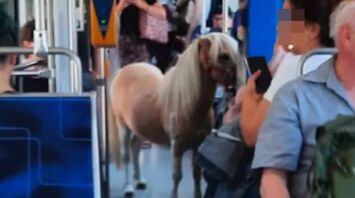 The animal suddenly became popular online