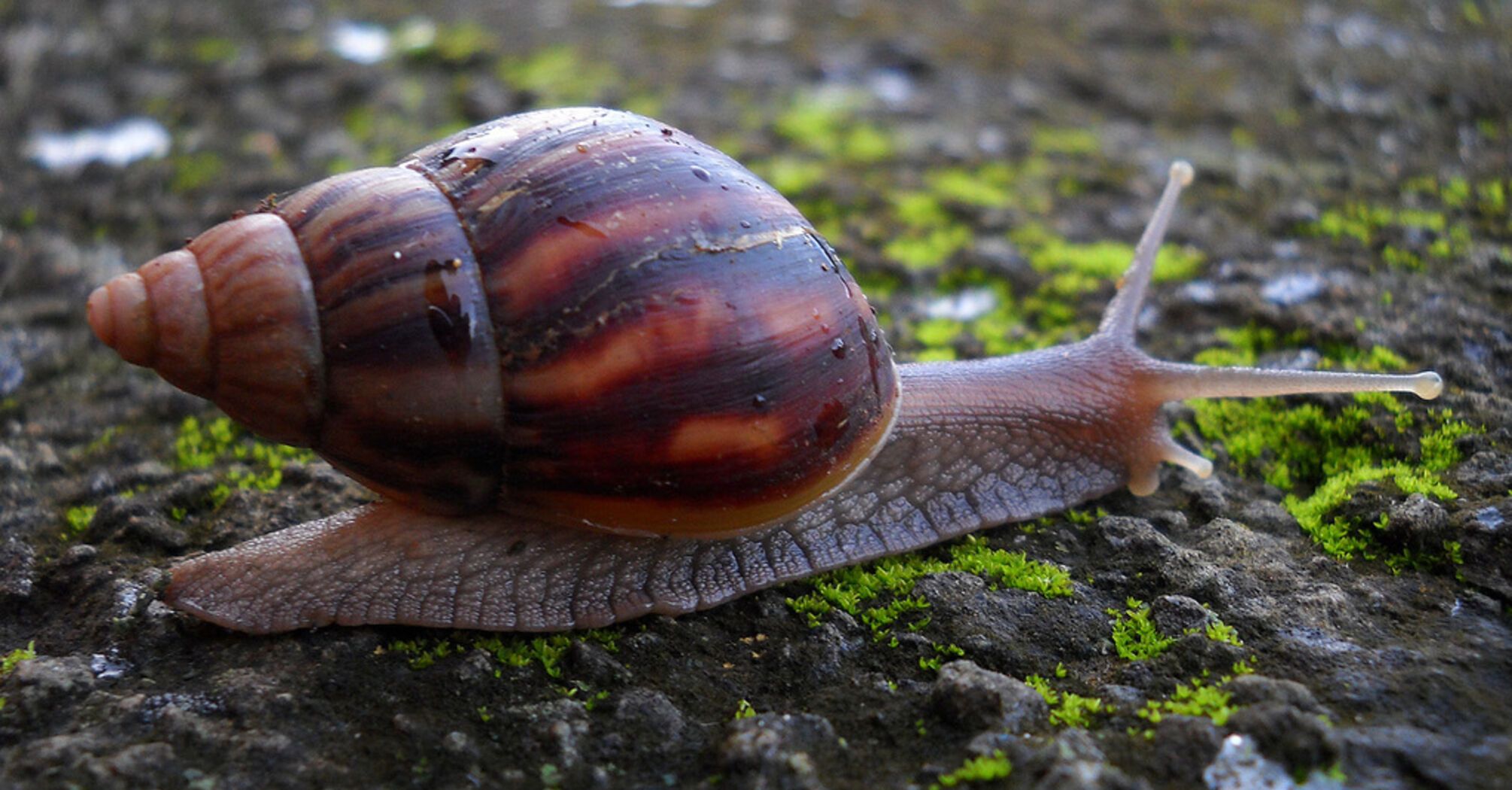 Carrying a deadly disease dangerous giant snails are spotted in Tenerife