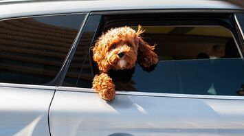 Traveling by car with a dog: Here are the things you need to take with you