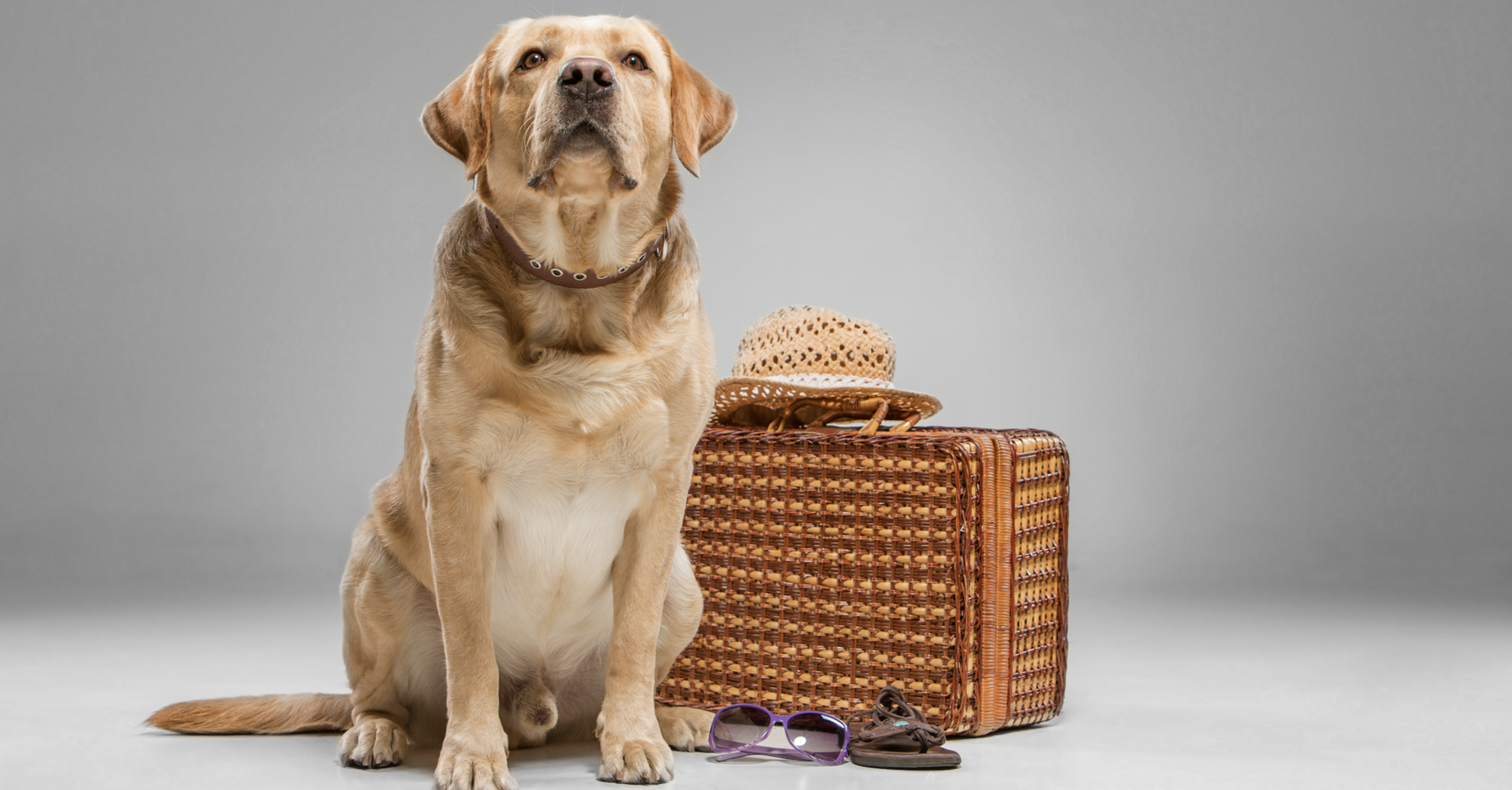 Where dogs fly on an airplane what you need to know and prepare for