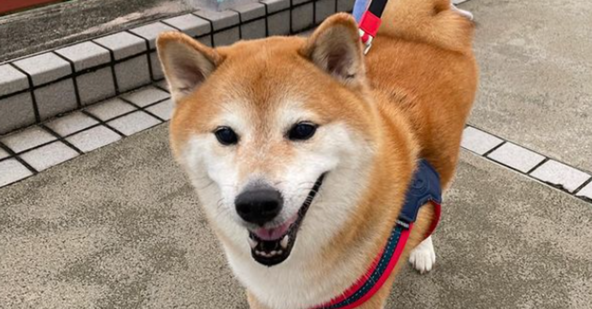 A dog of the Siba Inu breed lived in Hong Kong 