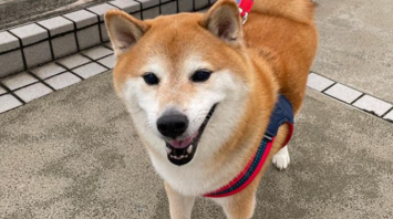 A dog of the Siba Inu breed lived in Hong Kong