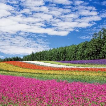 Flower colors around the world are changing: scientists blame global warming