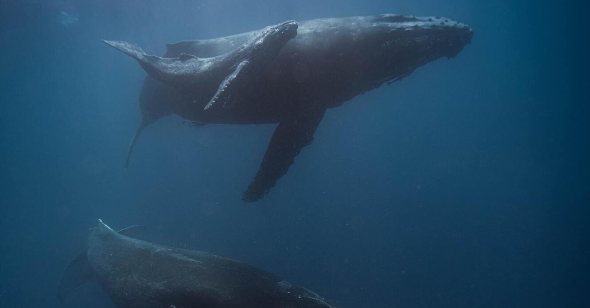Humans know a lot about the ocean floor thanks to whales: how they help mappers