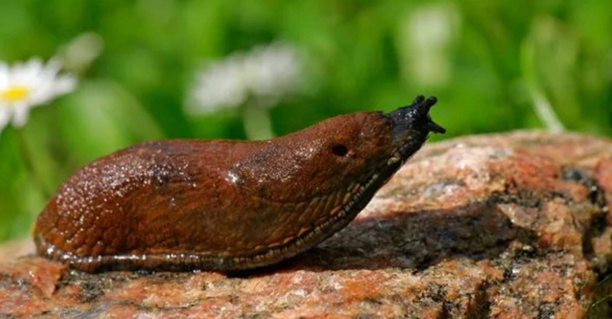 Spanish slug