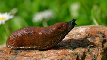 Spanish slug