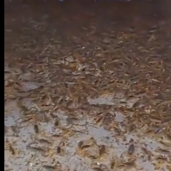 A man found an abandoned house filled with scorpions. Video