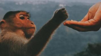 Kangaroos, monkeys, and crocodiles: What animals can be legally kept in Maine