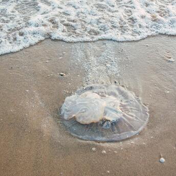 Giant jellyfish on a popular beach scared holidaymakers. Photo