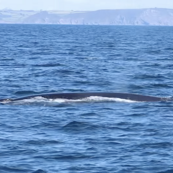 A pod of whales swam close to tourists in the UK. Video
