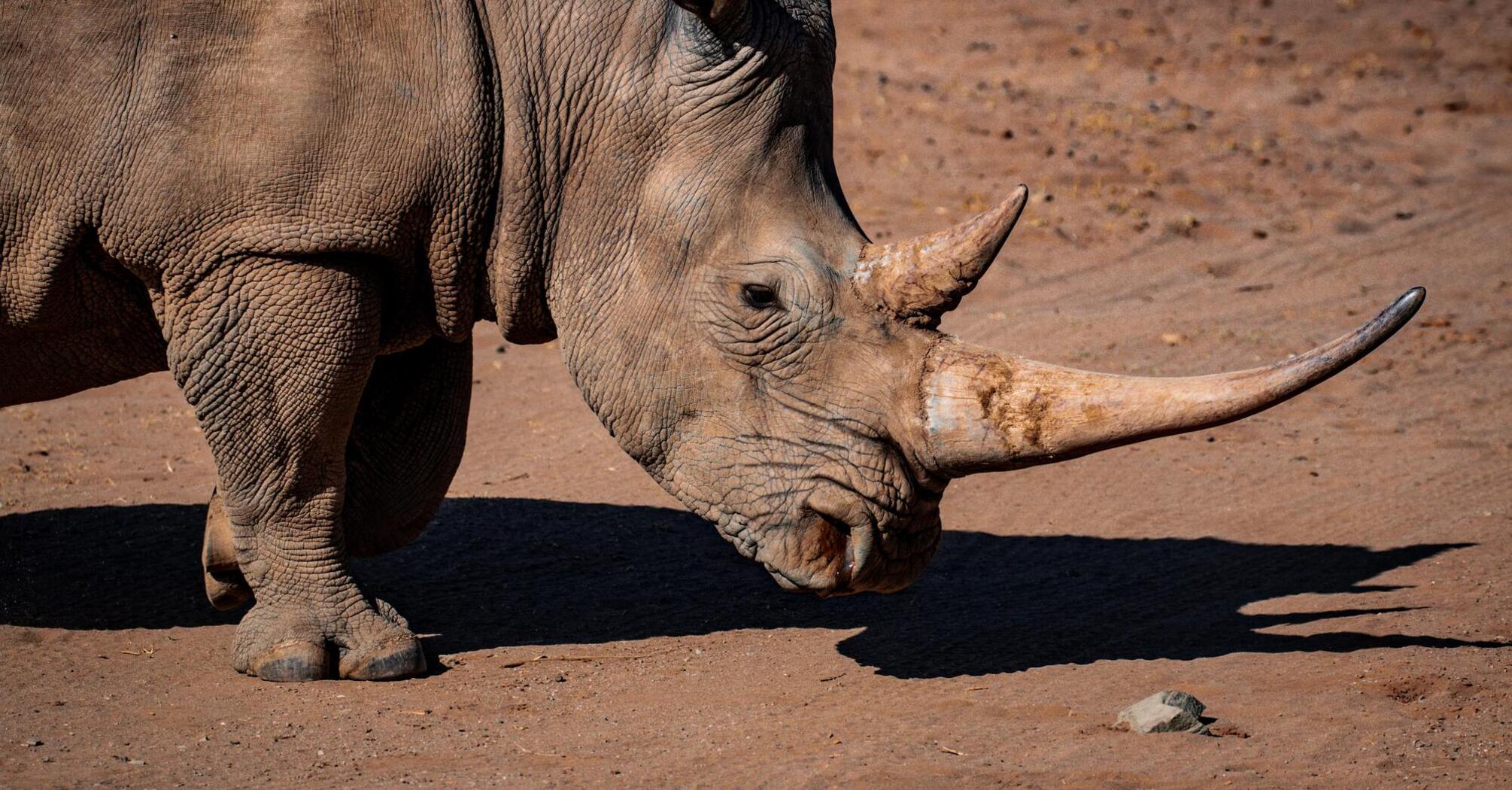 A rhino kills zookeeper in a fatal incident