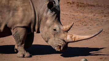 A rhino kills zookeeper in a fatal incident