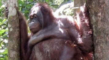 Female orangutan rescued in Indonesia