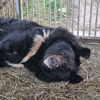 A bear injured in the Russian war with Ukraine to be sheltered in Europe: What it looks like