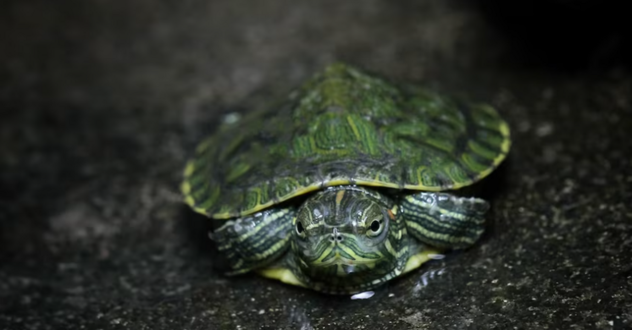 In Odesa, a man stole a turtle from his neighbor
