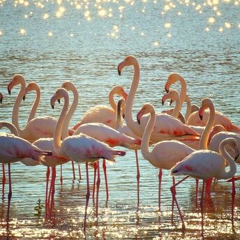 Pink water and thousands of flamingos: Why you should visit this little-known Spanish lake