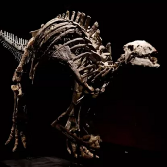 Skeleton of the dinosaur "Barry"