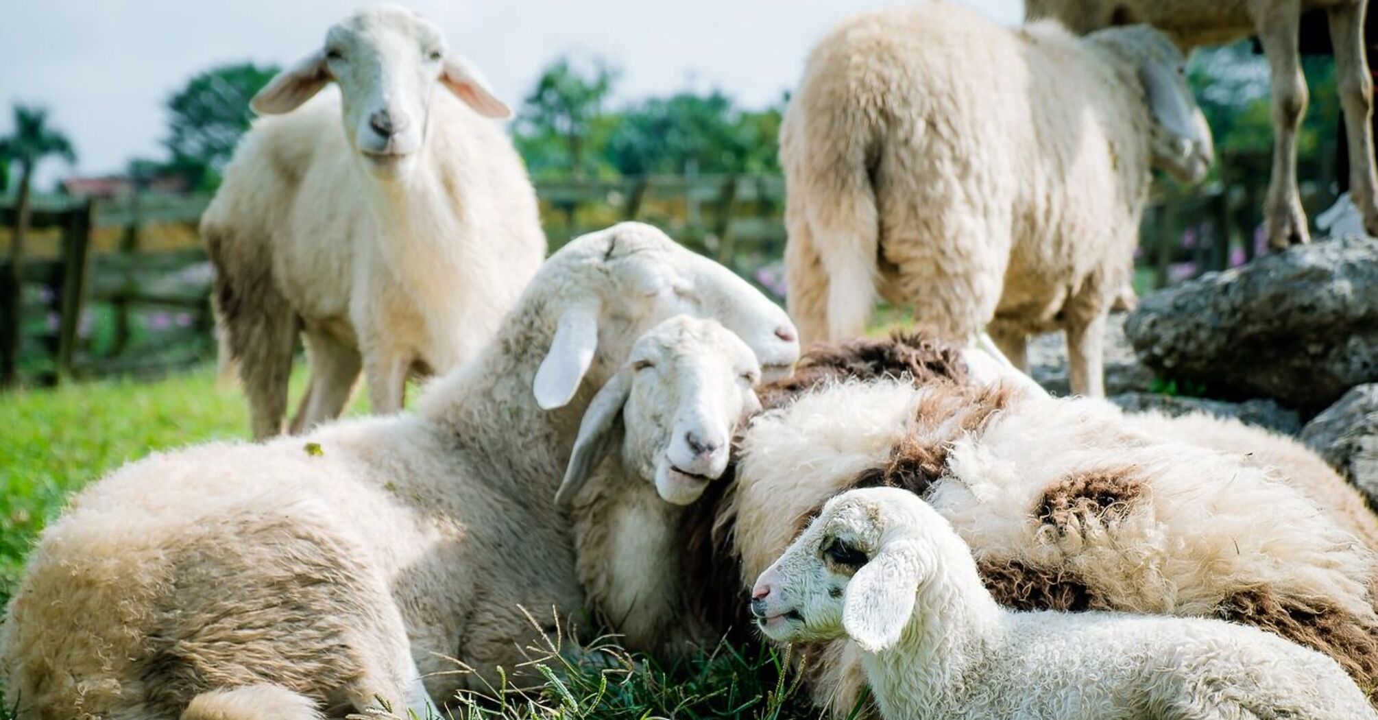 In Greece, a flock of sheep ate a quintal of marijuana
