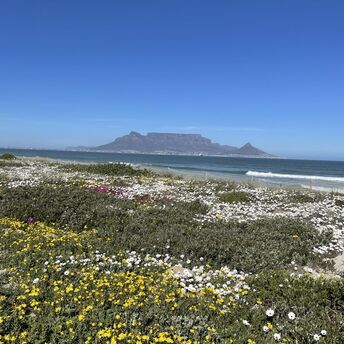 Wildflowers in Cape Town