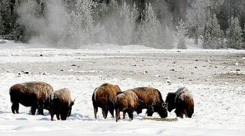 A herd of European bison spotted in Ukraine (VIDEO)