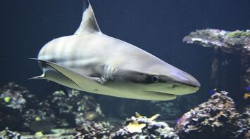 A shark attacked a vacationer at a famous resort: He died in hospital from severe injuries
