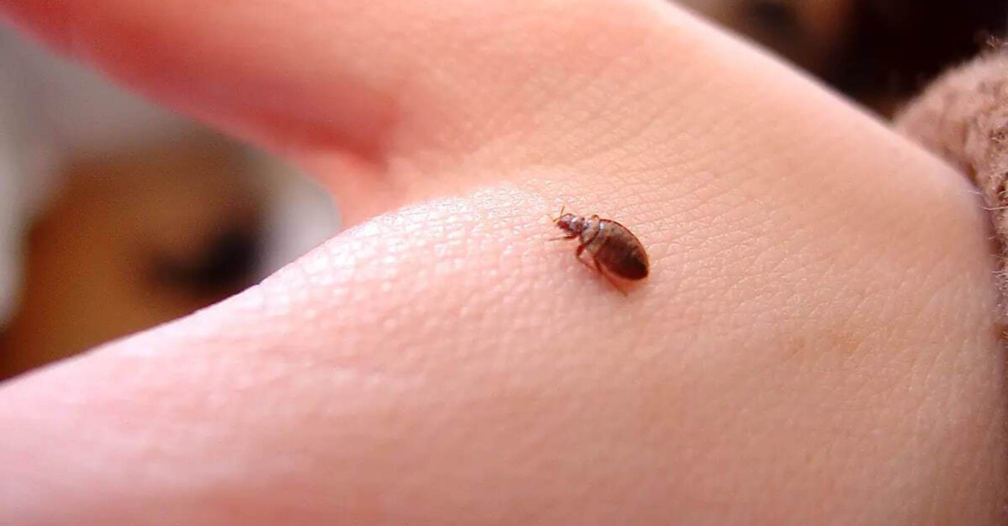 7 non-obvious places where bed bugs can live