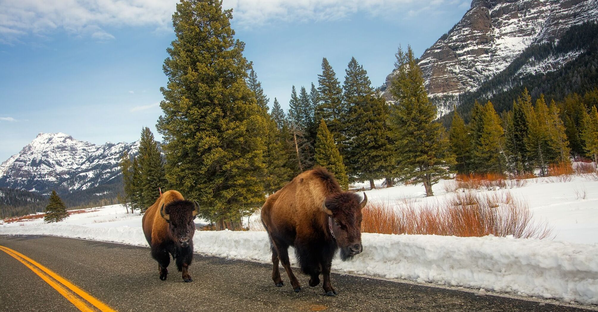 A bison attacks a car with a tourist at Yellowstone National Park