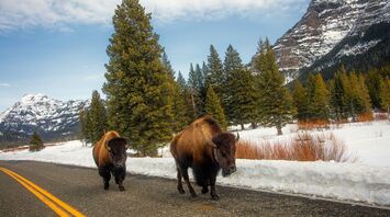 A bison attacks a car with a tourist at Yellowstone National Park