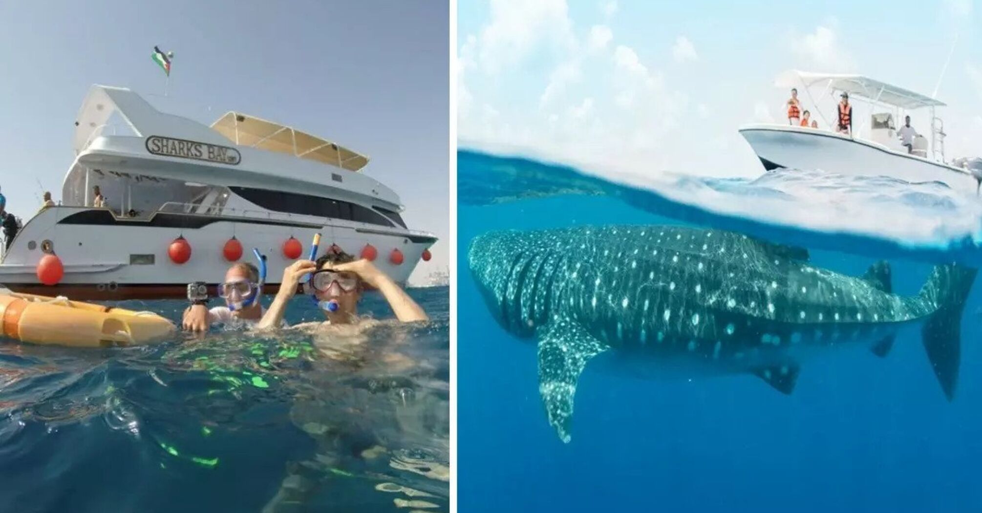 A 12-meter-long shark has appeared on the beaches of Hurghada